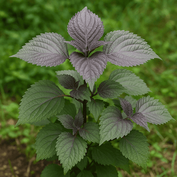 Japanese Perilla Seeds