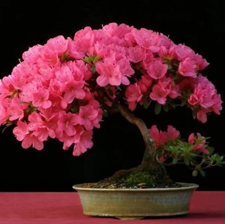 Japanese Sakura Seeds - Flower Plant For Home Gardens