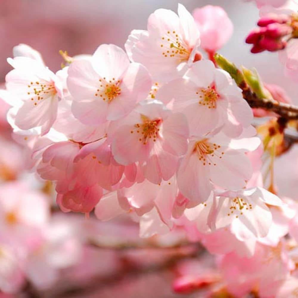 Japanese Sakura Seeds - Flower Plant For Home Gardens