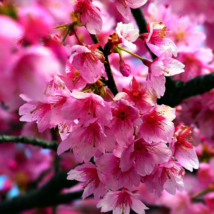 Japanese Sakura Seeds - Flower Plant For Home Gardens