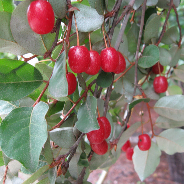 Japanese Silverberry Seeds