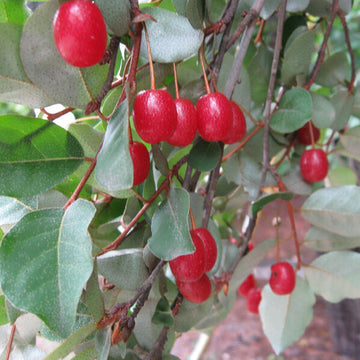Japanese Silverberry Seeds