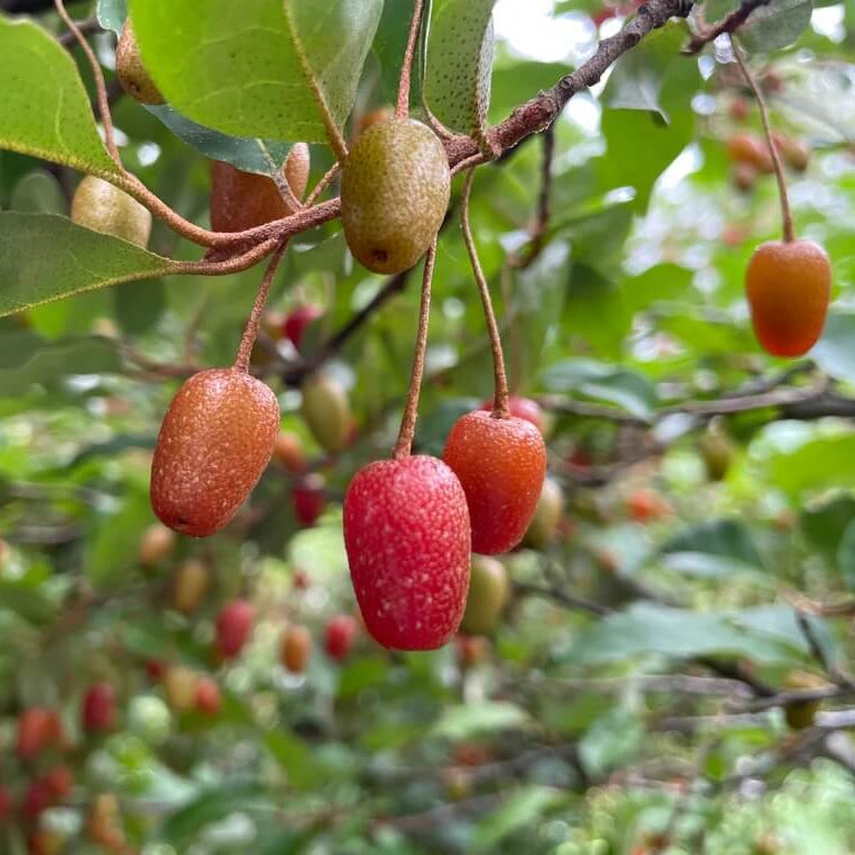 Japanese Silverberry Seeds