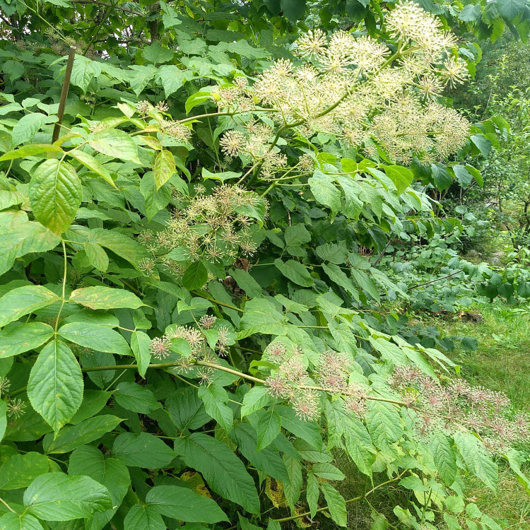 Japanese Spikenard Seeds