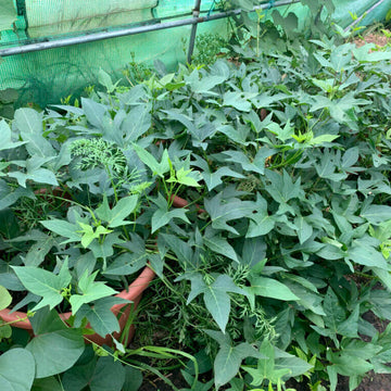 Japanese Sweet Potato Seeds - Vegetable Plant