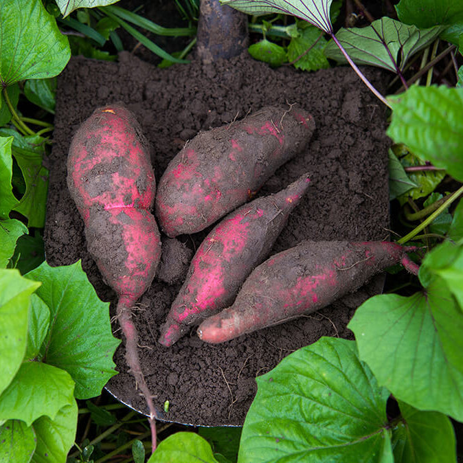 Japanese Sweet Potato Seeds - Vegetable Plant