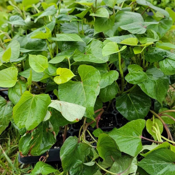 Japanese Sweet Potato Seeds - Vegetable Plant