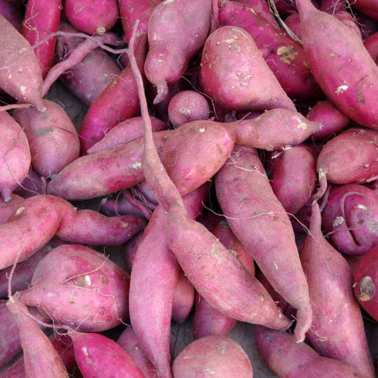 Japanese Sweet Potato Seeds - Vegetable Plant