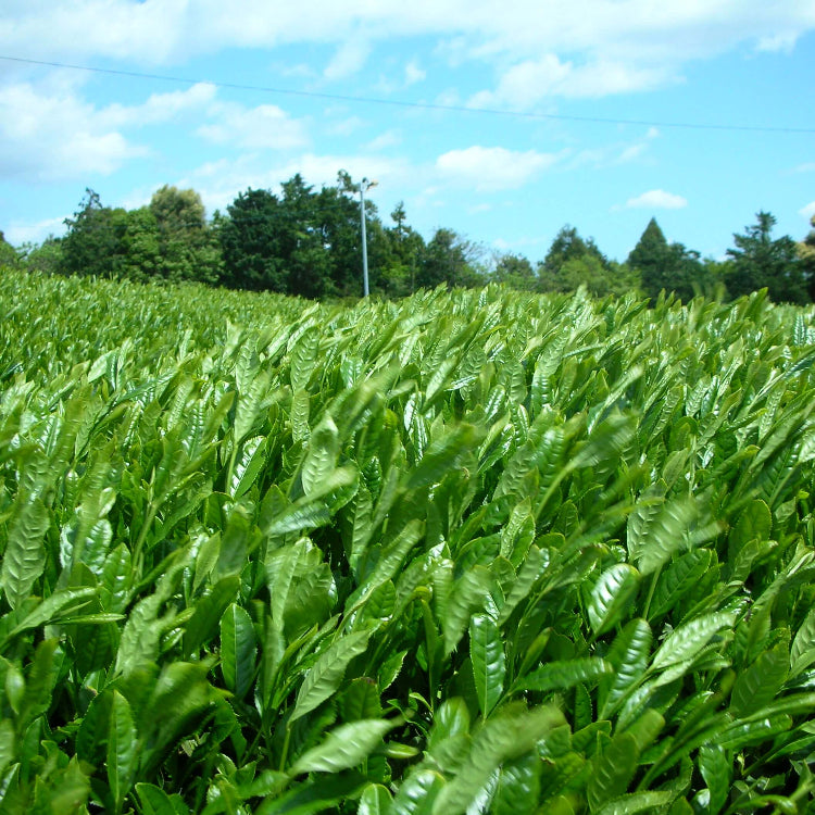 Japanese Tea Plant Seeds