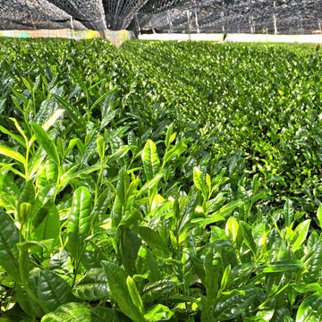 Japanese Tea Plant Seeds