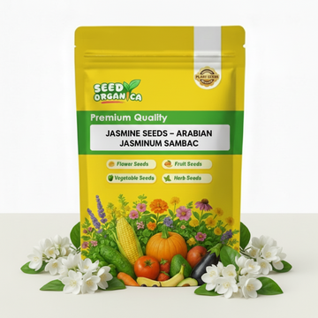 Jasmine Seeds – Arabian Jasminum Sambac