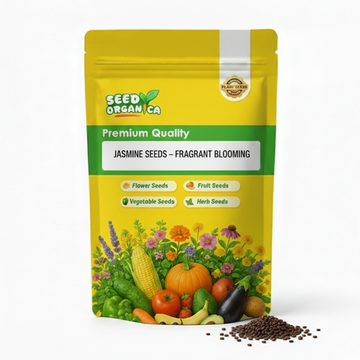 Jasmine Seeds – Fragrant Blooming