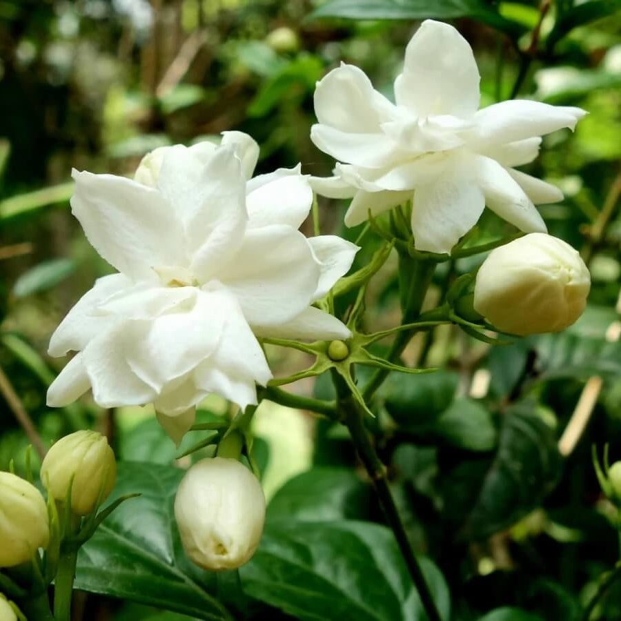 Jasmine Seeds for Planting