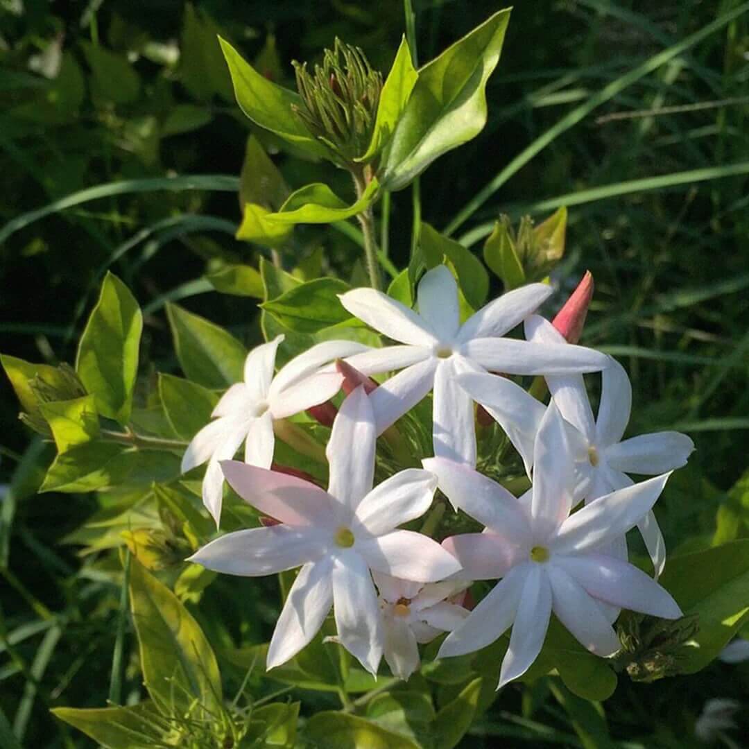 Jasmine Seeds for Planting