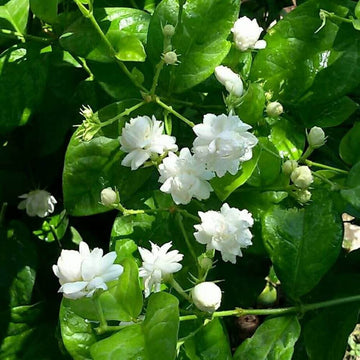 Jasmine Seeds for Planting