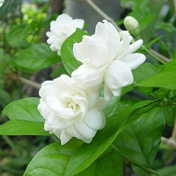 Jasminum Sambac Seeds