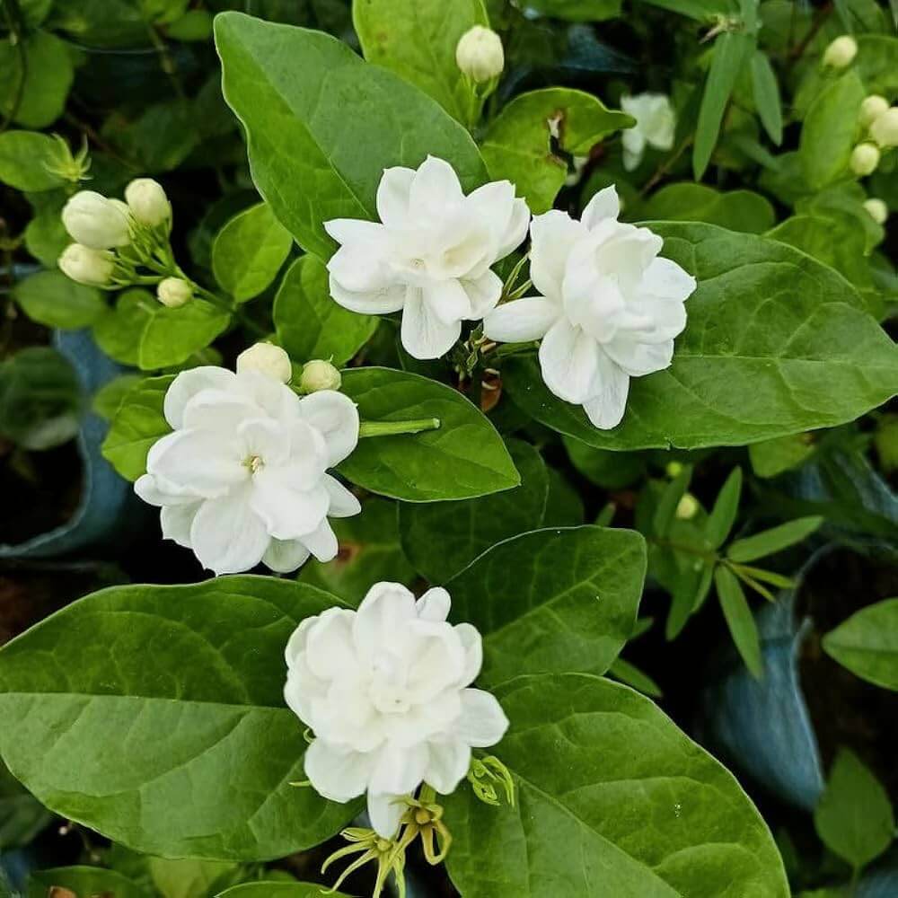 Jasminum Sambac Seeds