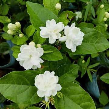 Jasminum Sambac Seeds