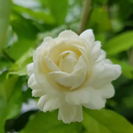 Jasminum Sambac Seeds