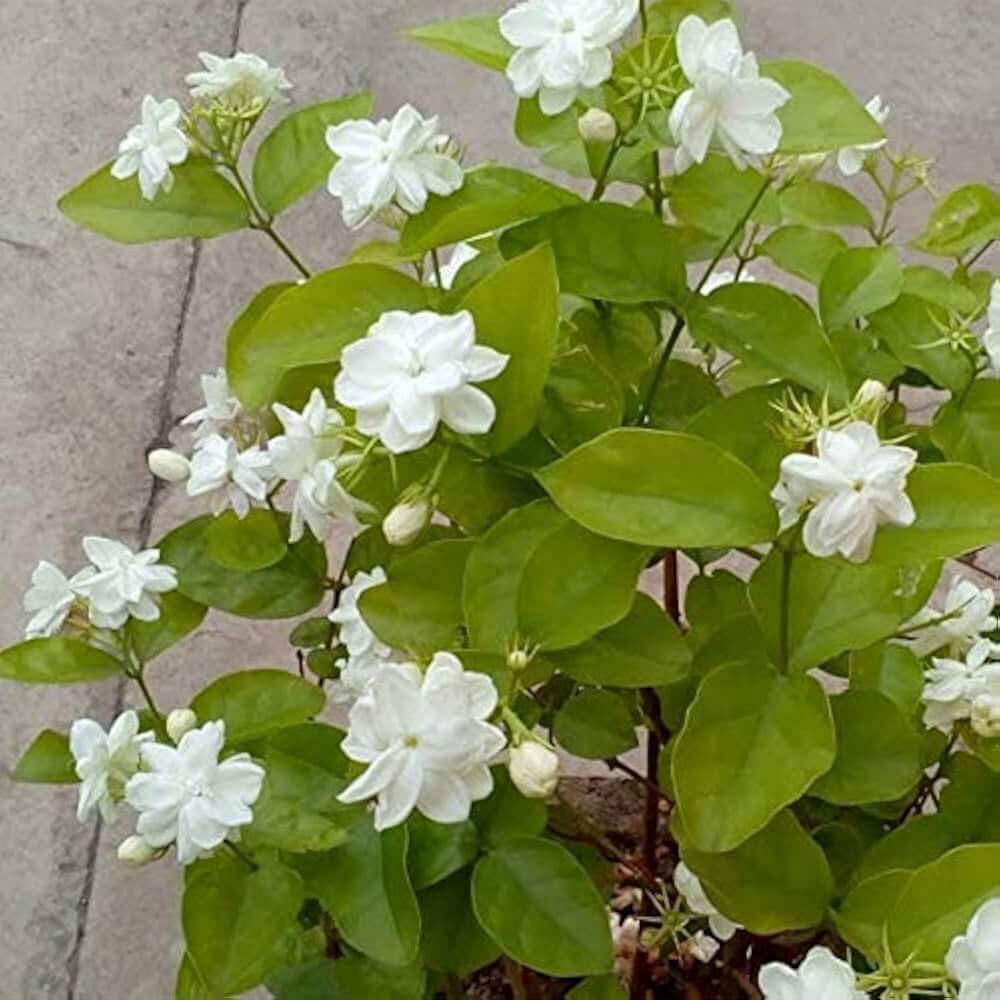 Jasminum Seeds