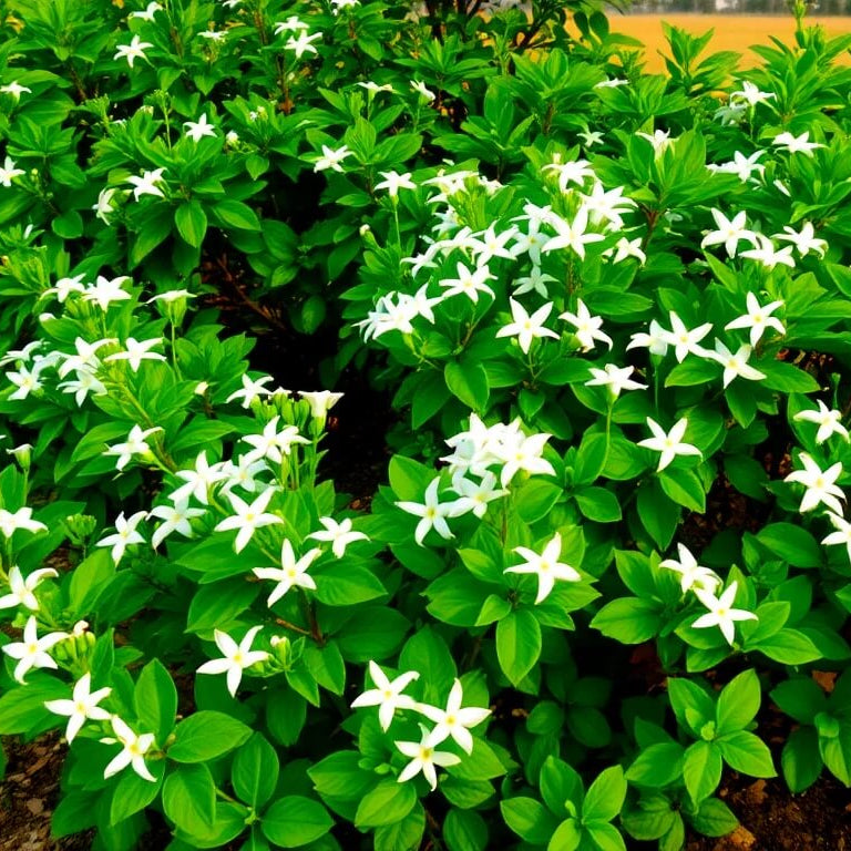 Jasminum Seeds