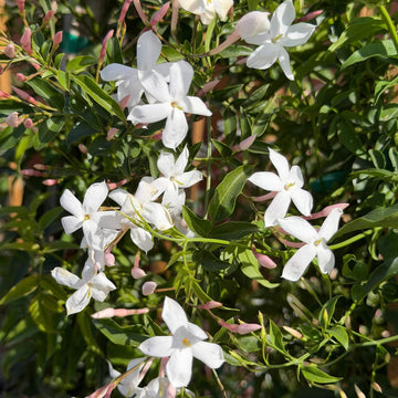 Jasminum Seeds