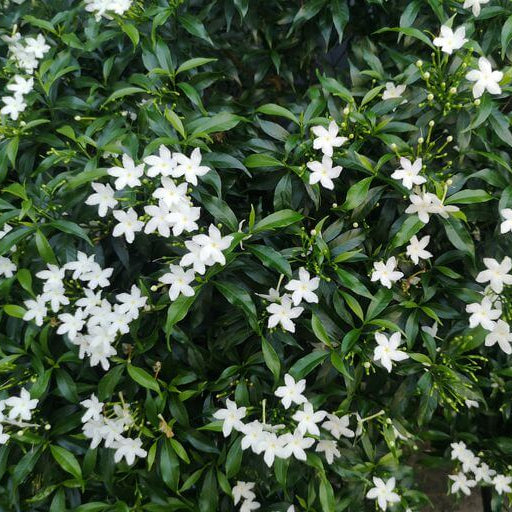 Jasminum Seeds