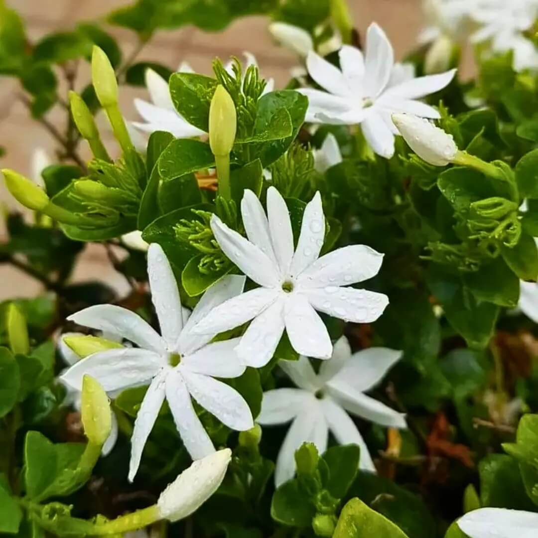 Jasminum Seeds
