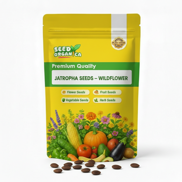 Jatropha Seeds – Wildflower