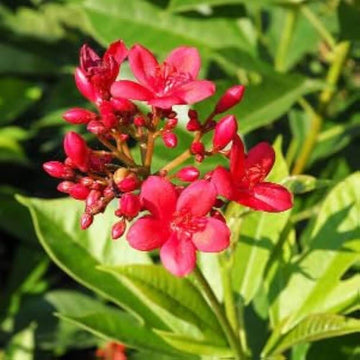 Jatropha Seeds – Wildflower