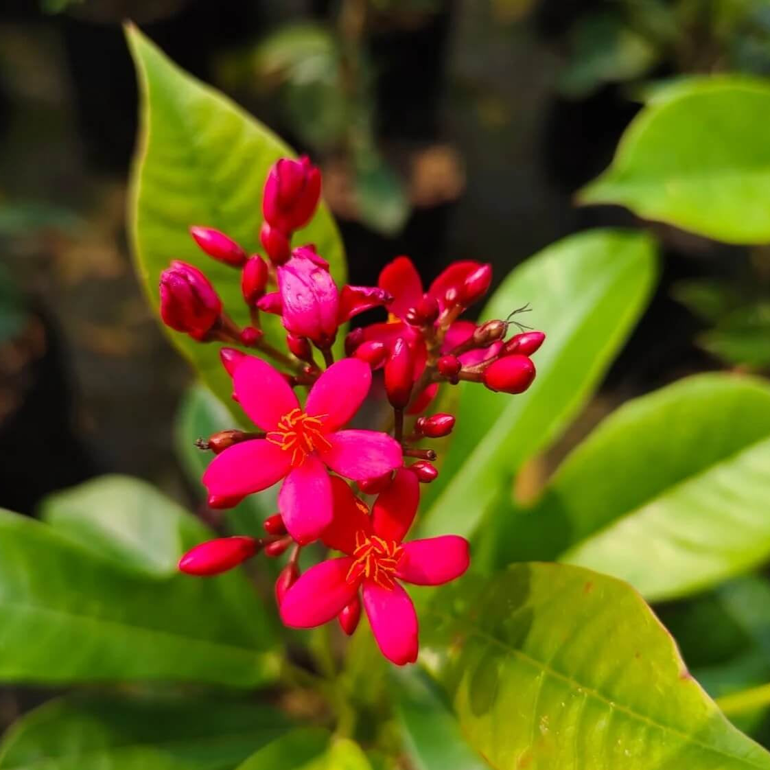 Jatropha Seeds – Wildflower