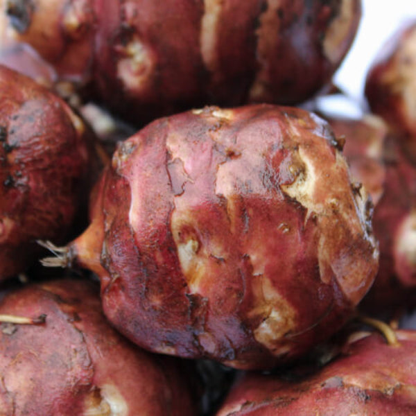  Jerusalem Artichoke Seeds