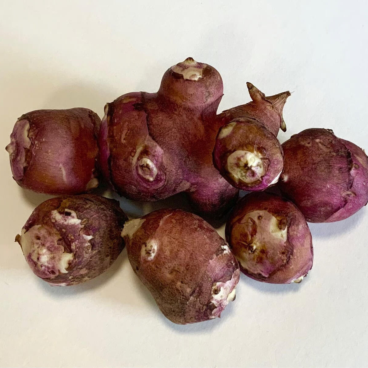  Jerusalem Artichoke Seeds