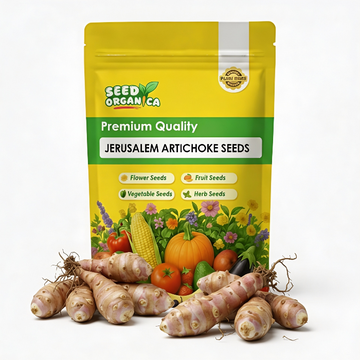 Jerusalem Artichoke Seeds