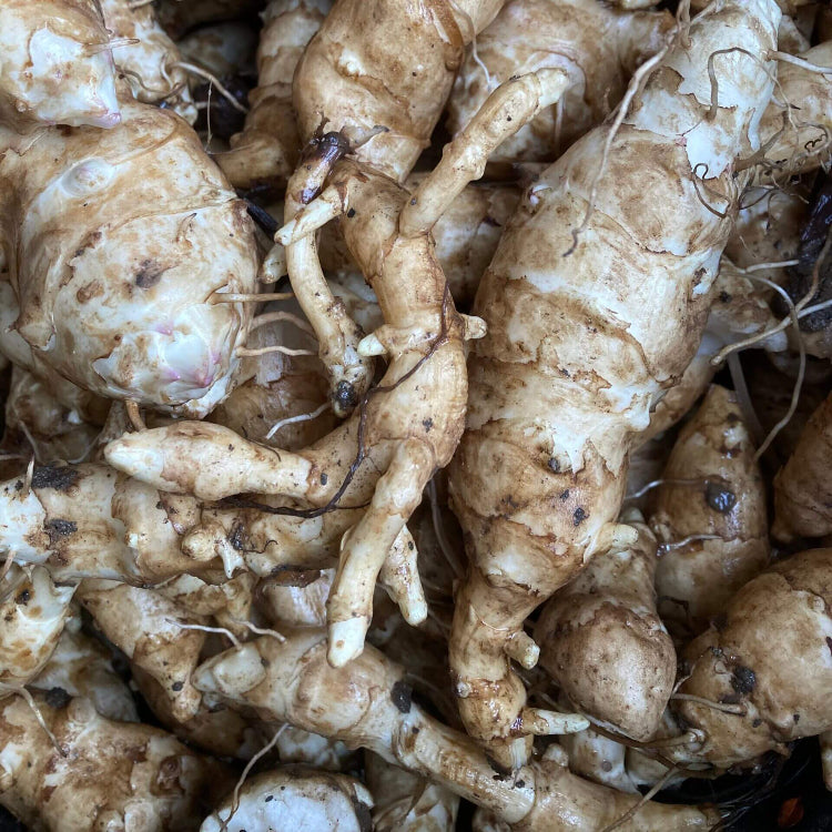 Jerusalem Artichoke Seeds - Vegetable Plant