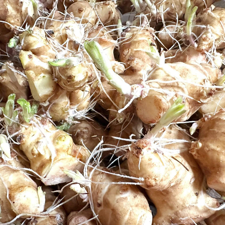 Jerusalem Artichoke Seeds - Vegetable Plant