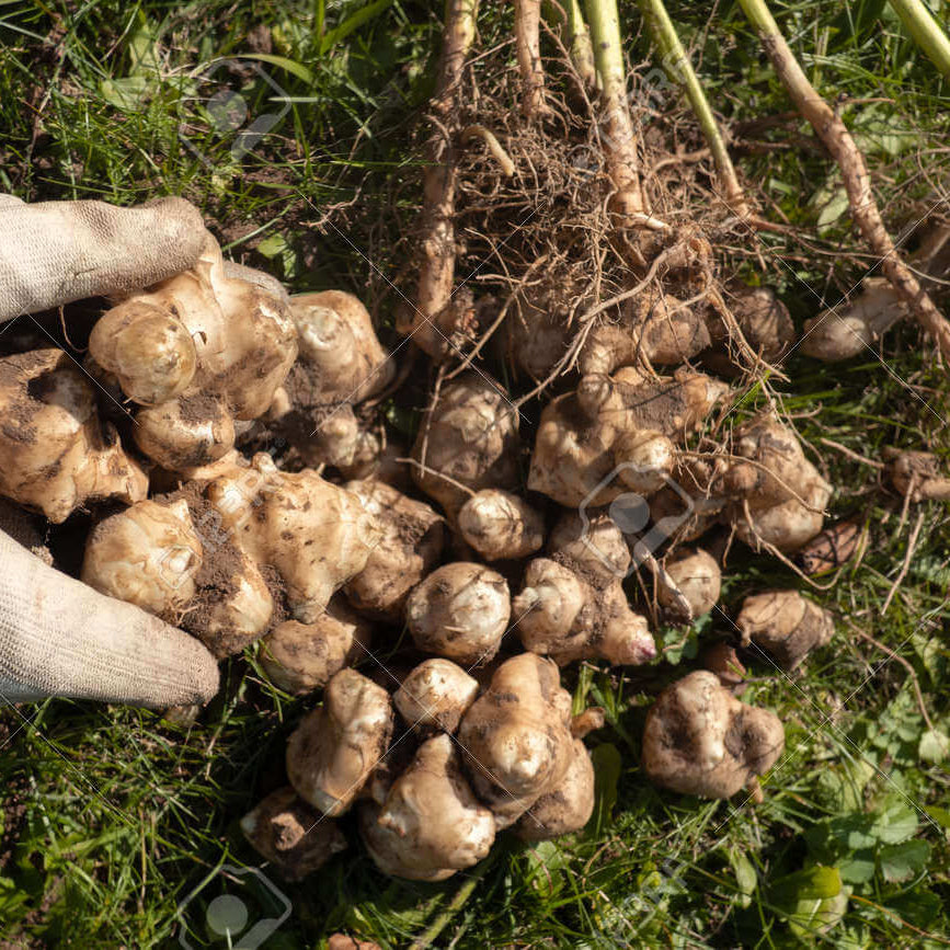Jerusalem Artichoke Seeds for Planting