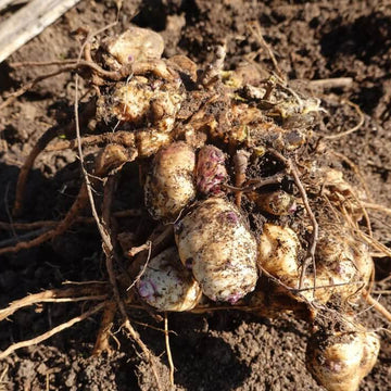 Jerusalem Artichoke Seeds for Planting