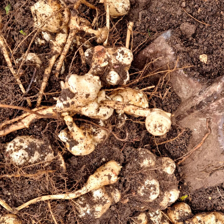 Jerusalem Artichoke Seeds for Planting