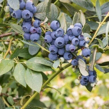 Jewel Blueberry Seeds