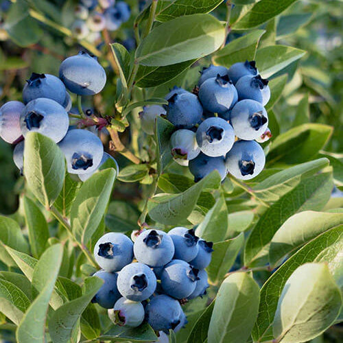 Jewel Blueberry Seeds