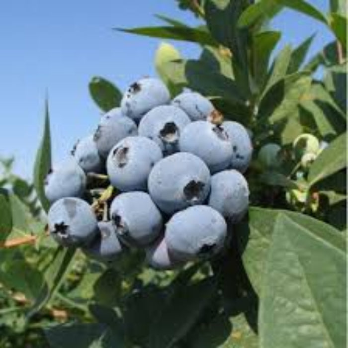 Jewel Blueberry Seeds