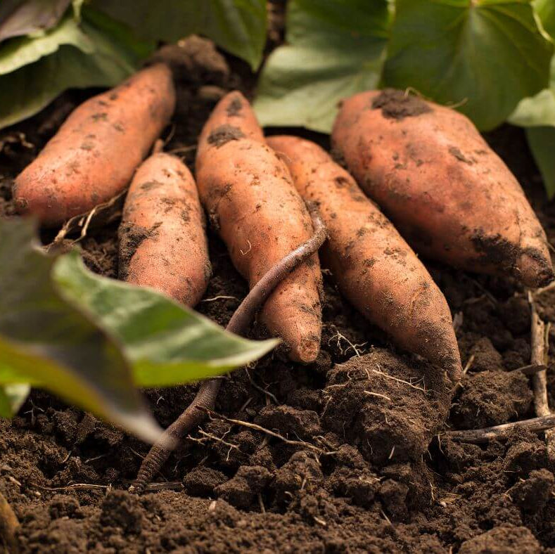 Jewel Sweet Potato Seeds - Vegetable Plant