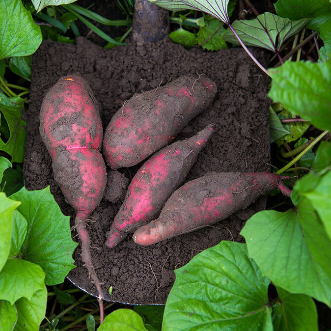 Jewel Sweet Potato Seeds - Vegetable Plant
