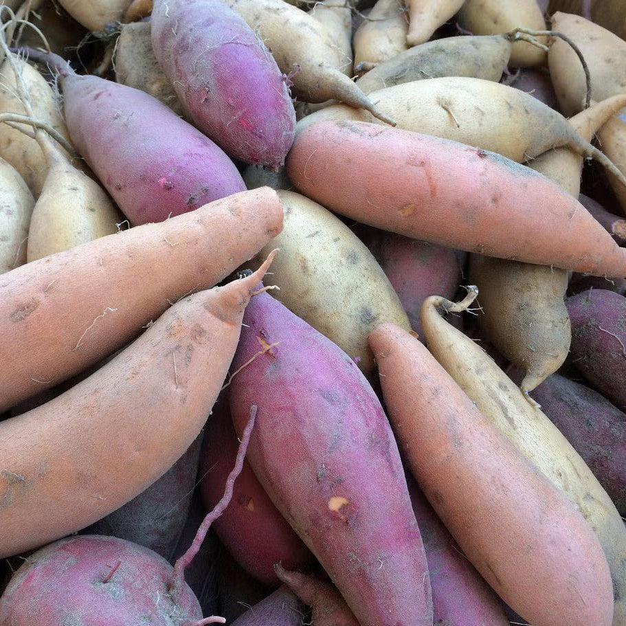 Jewel Sweet Potato Seeds - Vegetable Plant