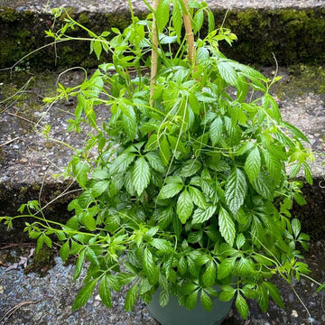 Jiaogulan Seeds - Herbal Plant for Home Gardens