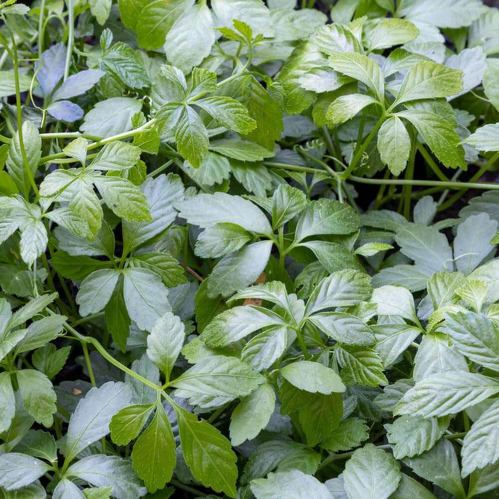 Jiaogulan Seeds - Herbal Plant for Home Gardens