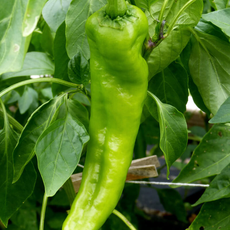 Jim Legacy Pepper Seeds