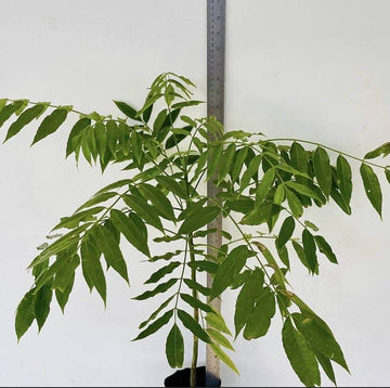 Jocote Seeds - Fruit Plant For Home Gardens