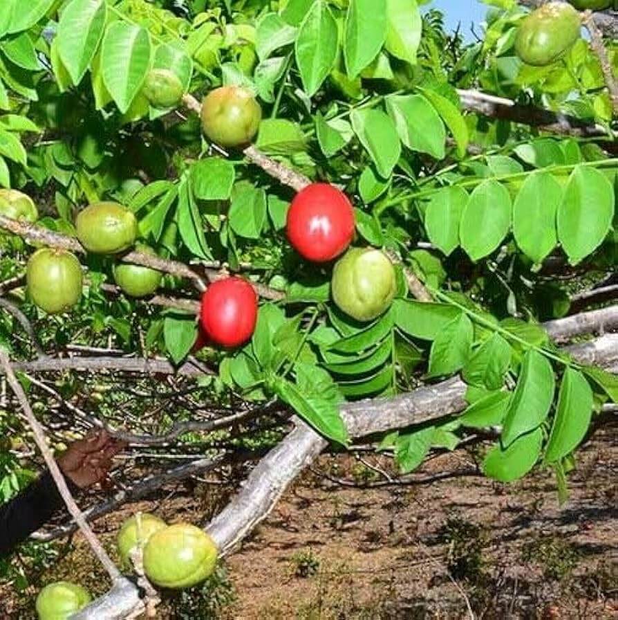Jocote Seeds - Fruit Plant For Home Gardens
